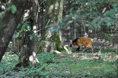 Loup à crinière - 2010