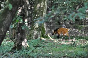 Loup à crinière