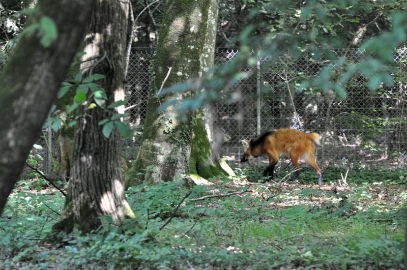 Loup à crinière