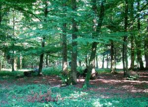 Loup à crinière