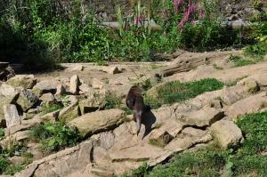 Loutre d'Asie
