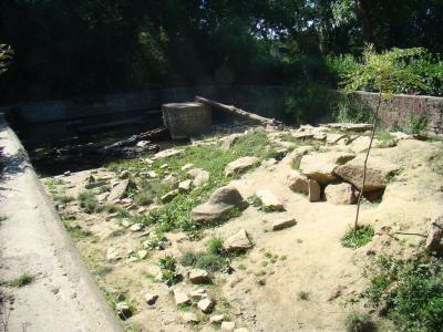 Loutre d'Asie - 2010