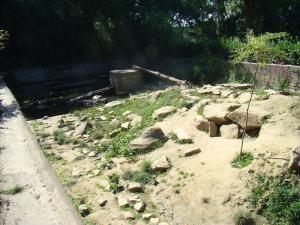 Loutre d'Asie