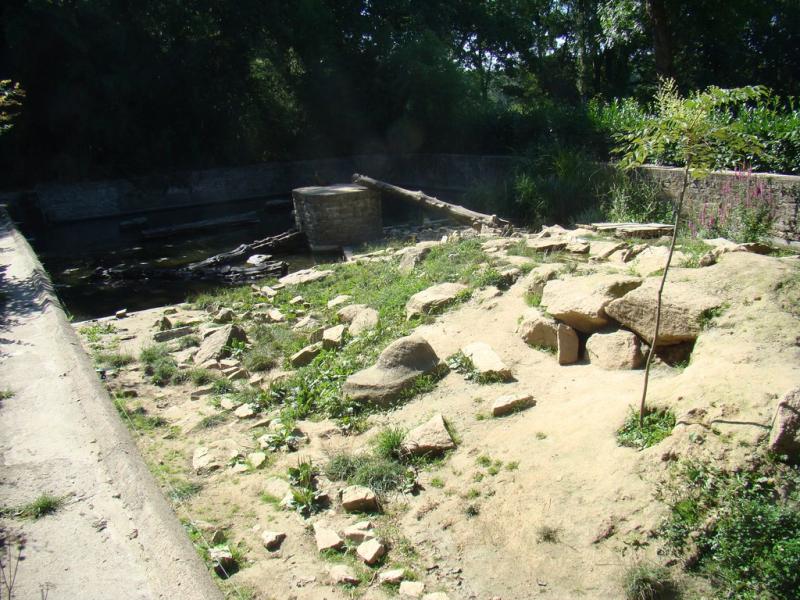 Loutre d'Asie