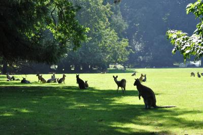 Mara - Wallaby de Bennett - 2010