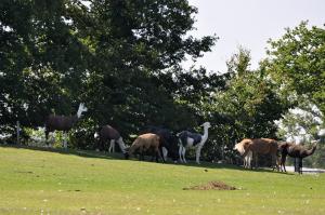 Mouton - Lama