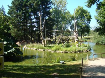 Saïmiri à tete noire - 2010