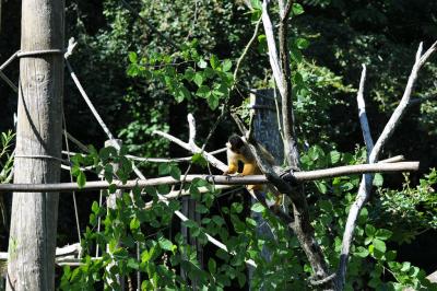 Saïmiri à tete noire - 2010