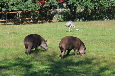 Tapir terrestre - Nandou - Capybara - 2010