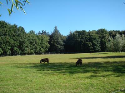 Tapir terrestre - Nandou - Capybara - 2010