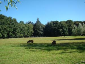 Tapir terrestre - Nandou - Capybara