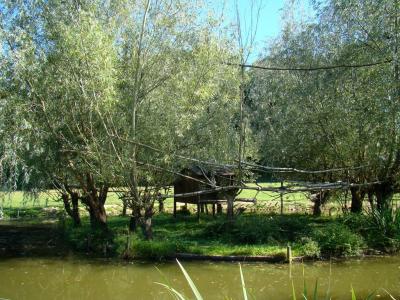 Saki à face blanche - 2010