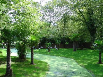 Grue demoiselle - 2004