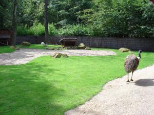 Wallaby de Bennett - Emeu
