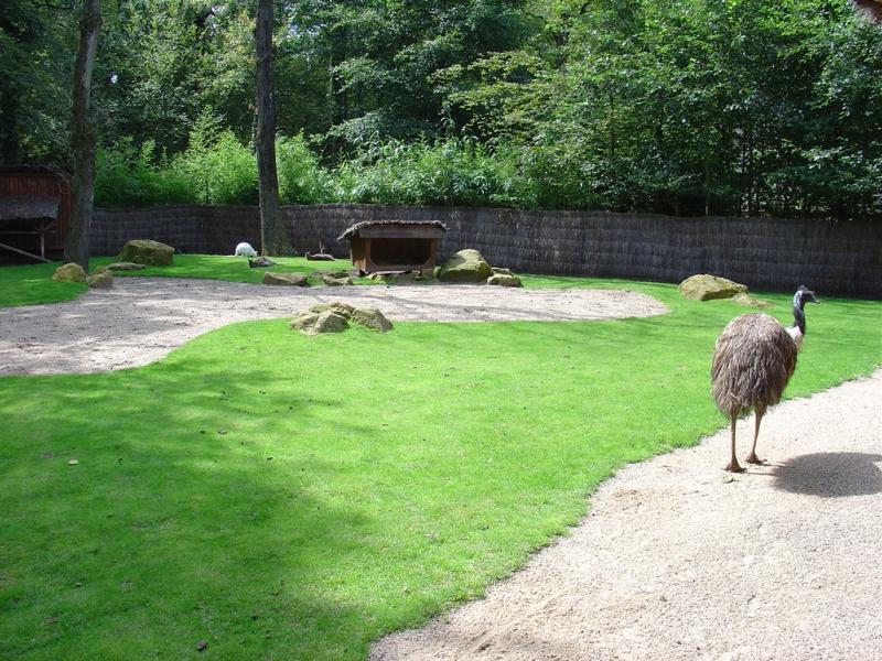Wallaby de Bennett - Emeu