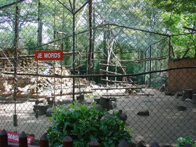 Macaque Rhésus - 2004