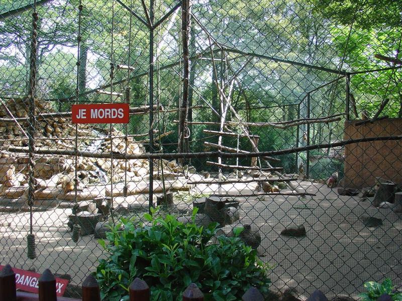 Macaque Rhésus