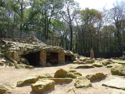 Mouflon à manchettes - 2004