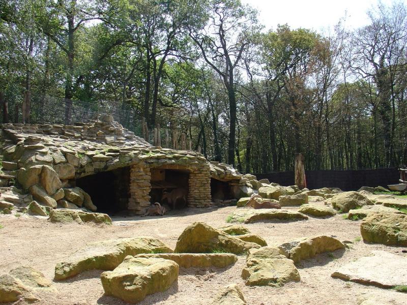 Mouflon à manchettes