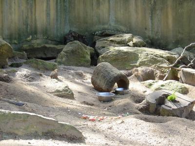 Chien de prairie - 2004