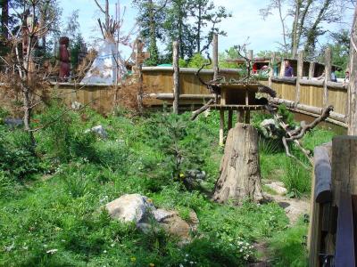 Ourson coquau - 2004