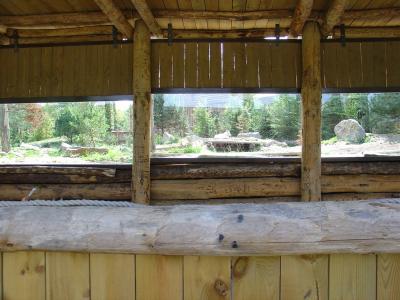 Loup arctique - 2004