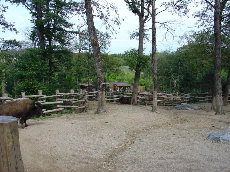 Bison d'Amérique