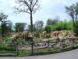 Eléphant d'Asie