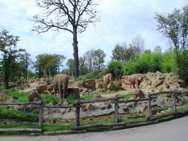 Eléphant d'Asie