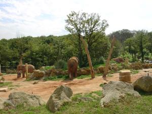 Eléphant d'Asie