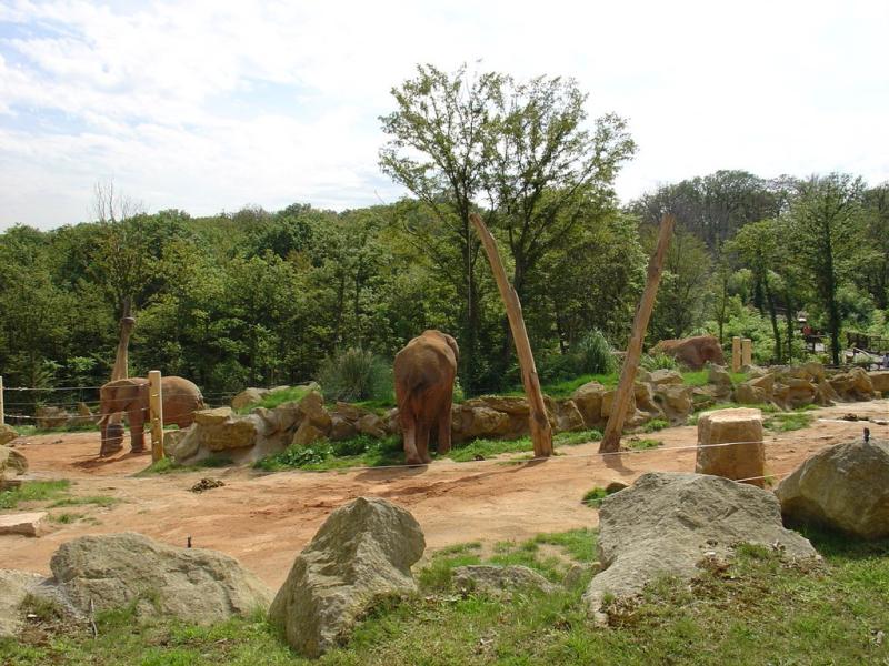 Eléphant d'Asie