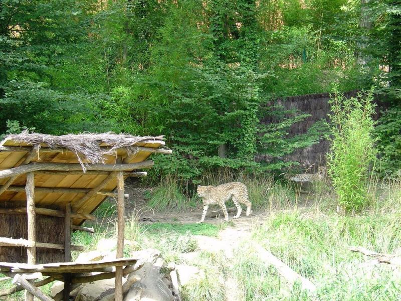 Guépard