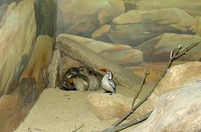 Lièvre sauteur - Calao à bec rouge - 2004