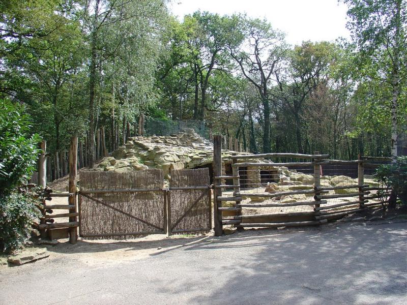 Mouflon à manchettes