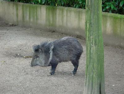 Pécari à collier - 2004