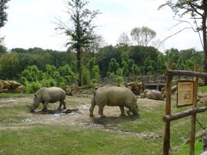 Rhinocéros blanc
