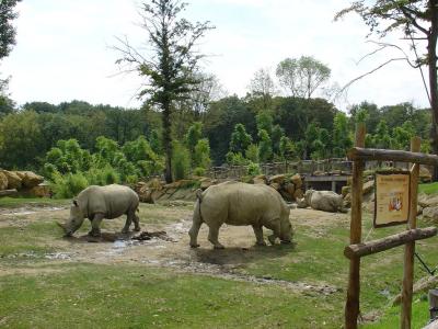 Rhinocéros blanc - 2004