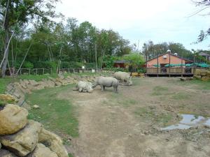 Rhinocéros blanc