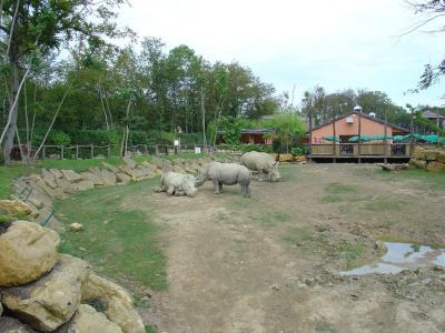 Rhinocéros blanc - 2004