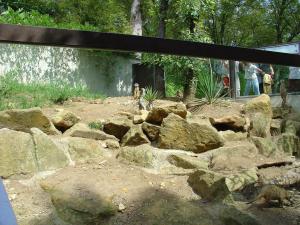 Suricate
