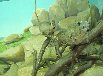 Daman des rochers - 2004