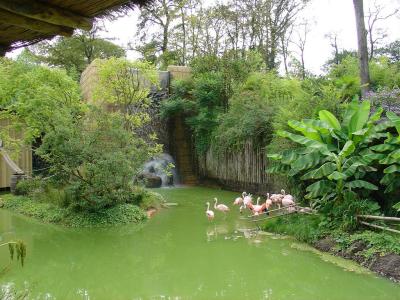 Flamant du Chili - 2004