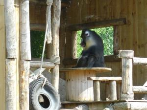Mandrill