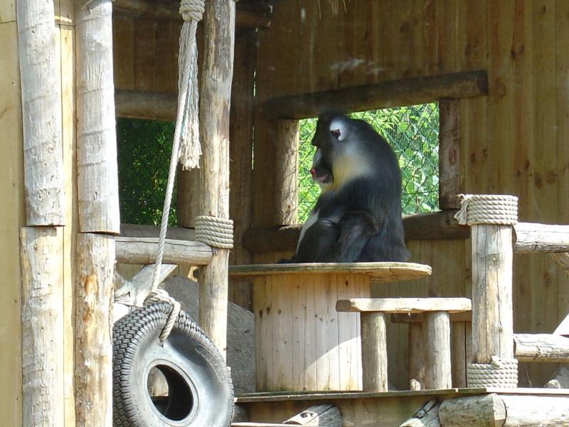 Mandrill