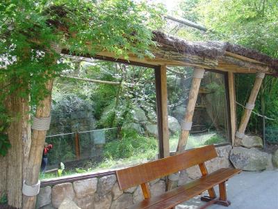 Ouistiti à toupets blancs - Agami - 2004