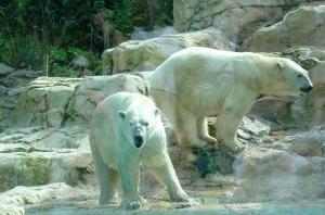 Ours polaire