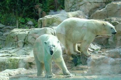 Ours polaire - 2004