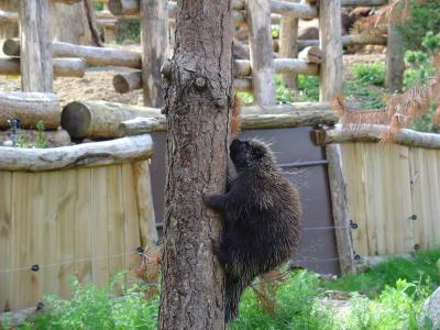 Ourson coquau - 2004