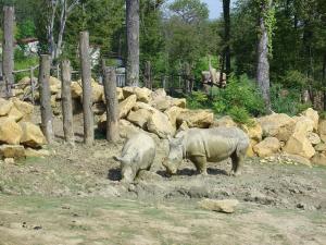 Rhinocéros blanc