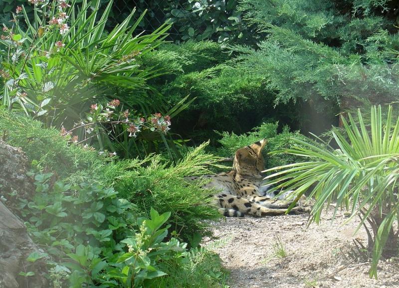 Serval